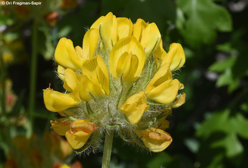 Astragalus ehrenbergii