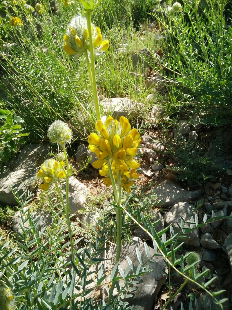 Astragalus ehrenbergii photo 2