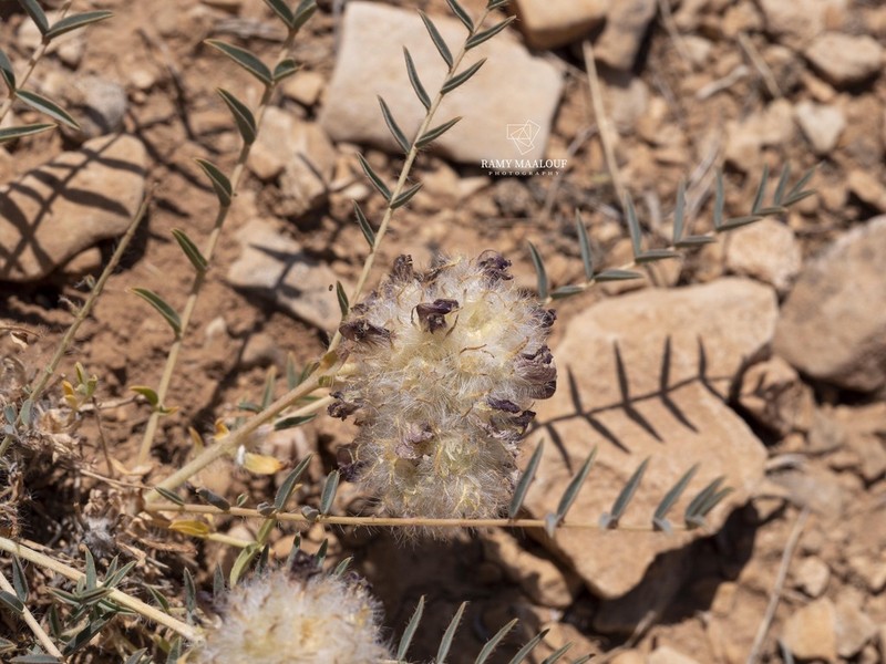 Astragalus ehrenbergii photo 3