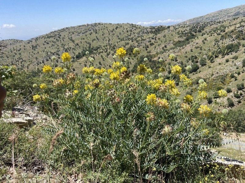 Astragalus ehrenbergii photo 4