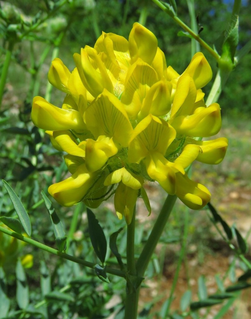 Astragalus ehrenbergii photo 5