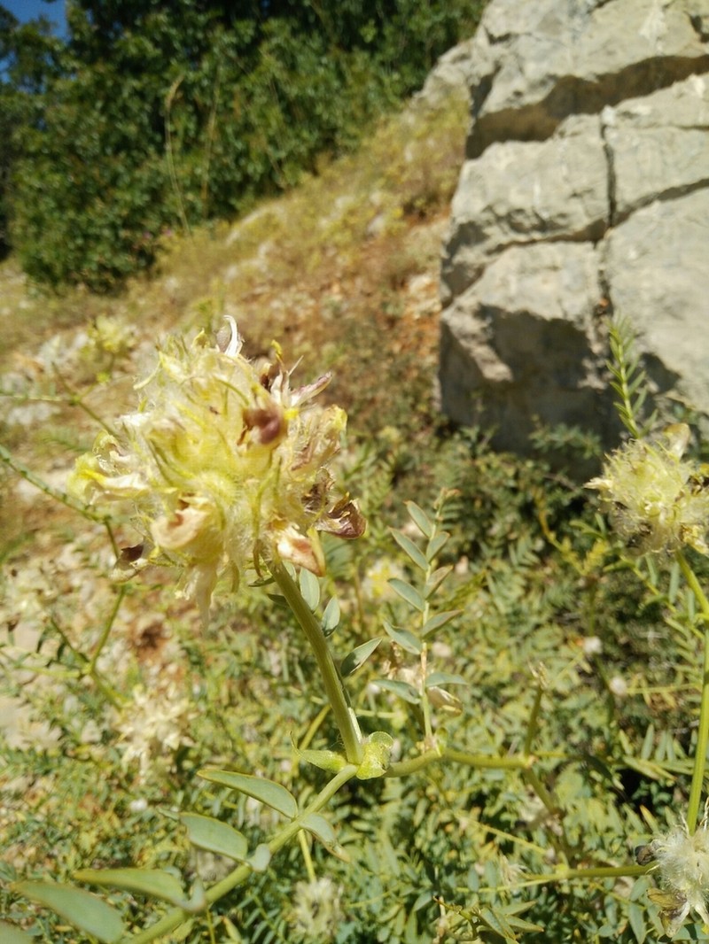Astragalus ehrenbergii photo 6