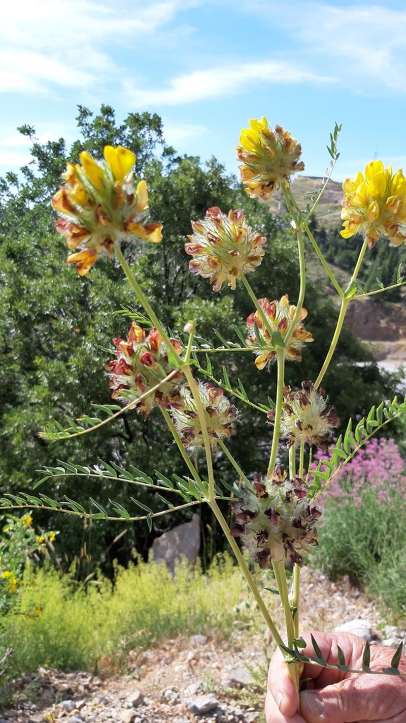 Astragalus ehrenbergii photo 7