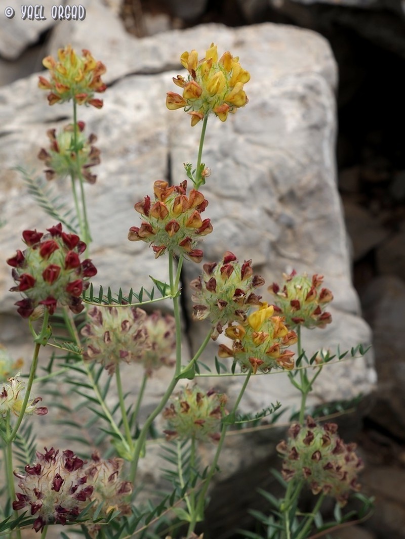 Astragalus ehrenbergii photo 8