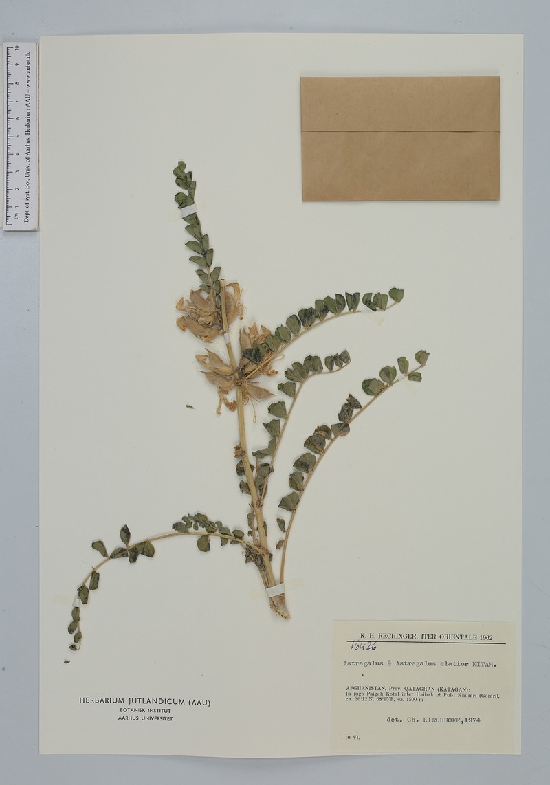 Astragalus elatior