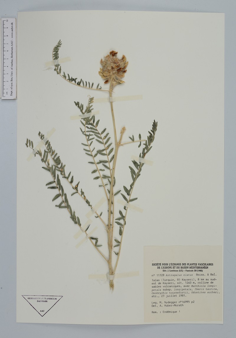 Astragalus elatus photo 2