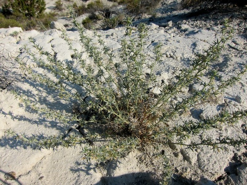 Astragalus elatus