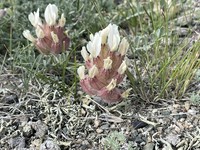 Astragalus ellipsoideus