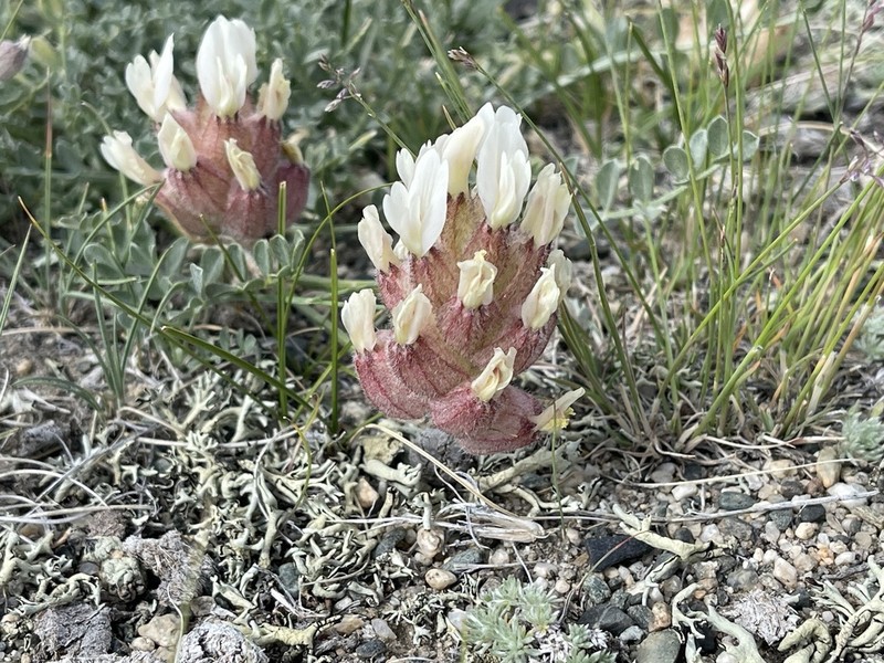 Astragalus ellipsoideus