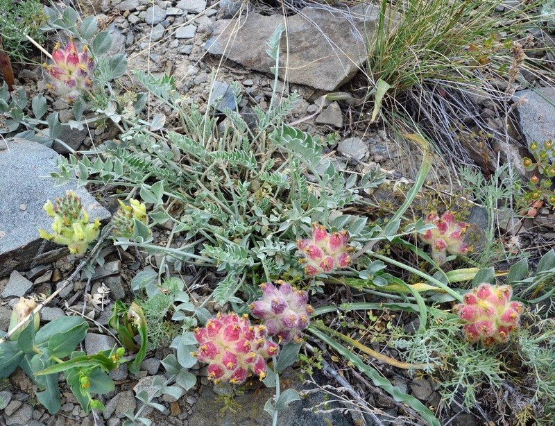 Astragalus ellipsoideus photo 2