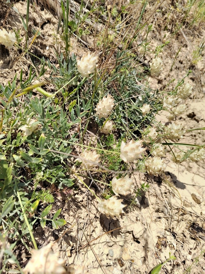 Astragalus ellipsoideus photo 3
