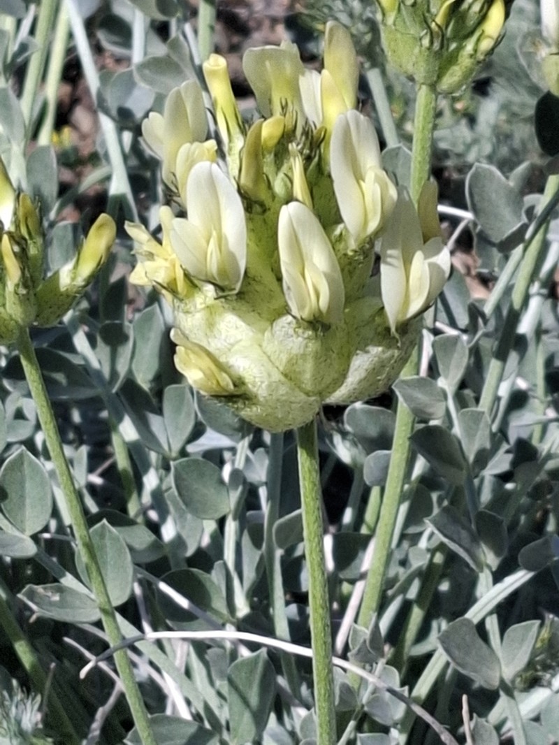 Astragalus ellipsoideus photo 4