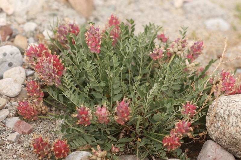 Astragalus ellipsoideus photo 5
