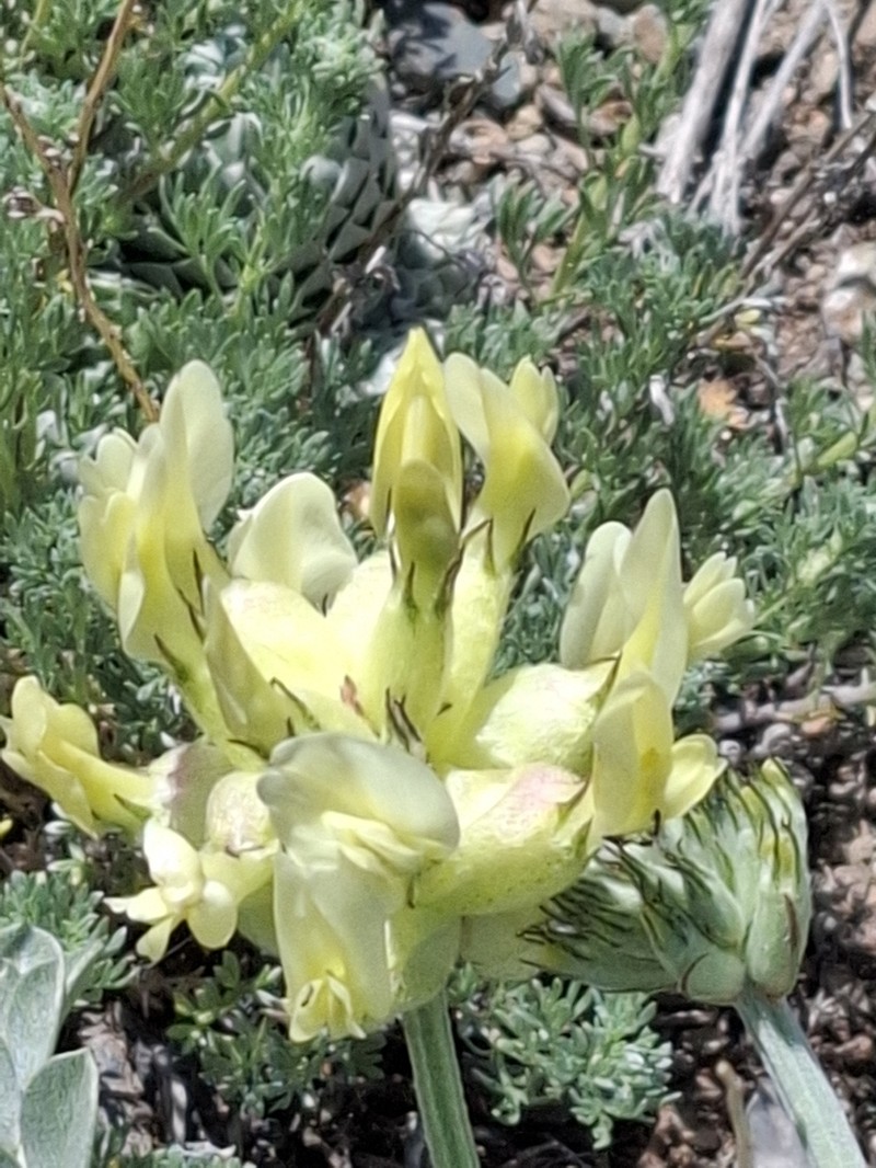 Astragalus ellipsoideus photo 6