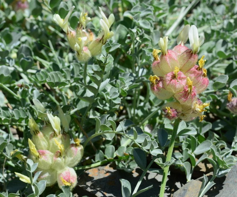 Astragalus ellipsoideus photo 7
