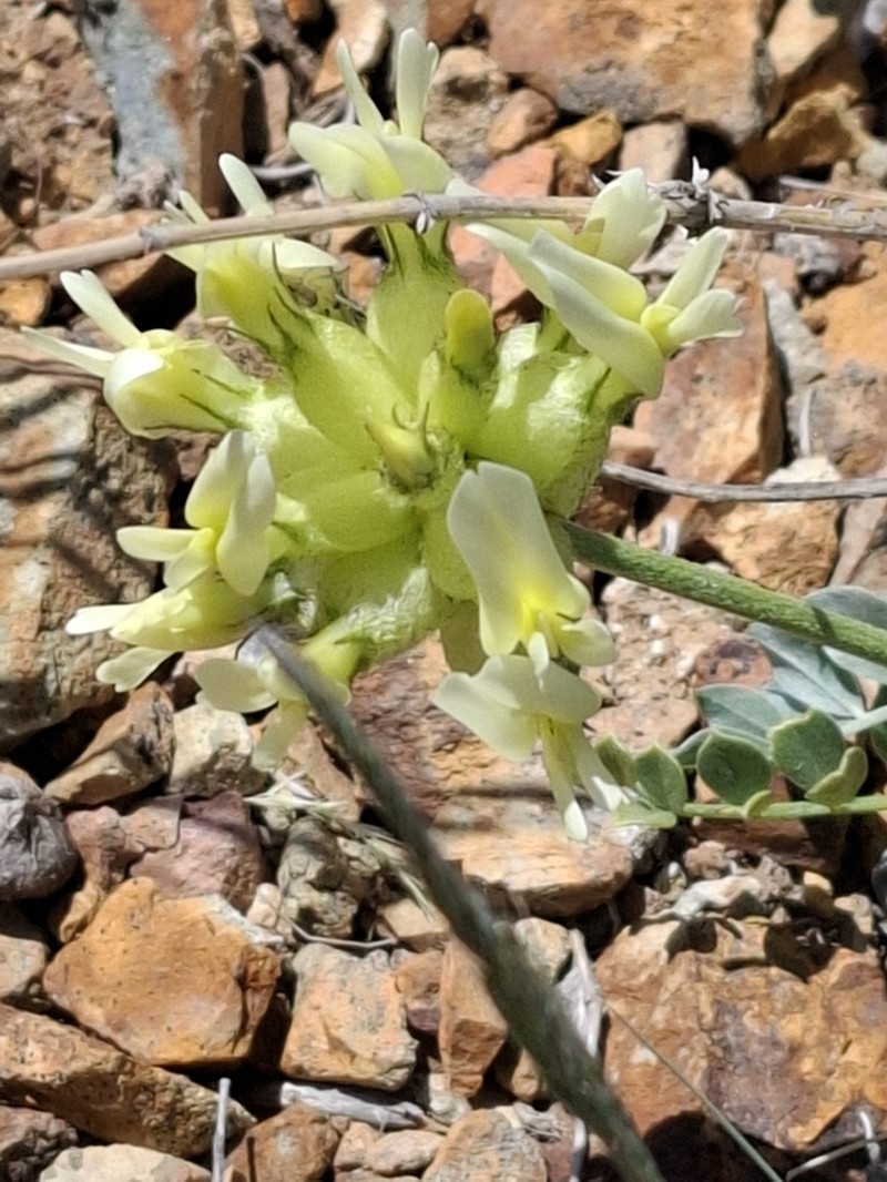Astragalus ellipsoideus photo 8