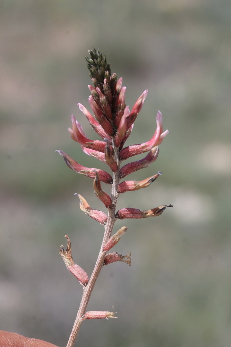 Astragalus elongatus