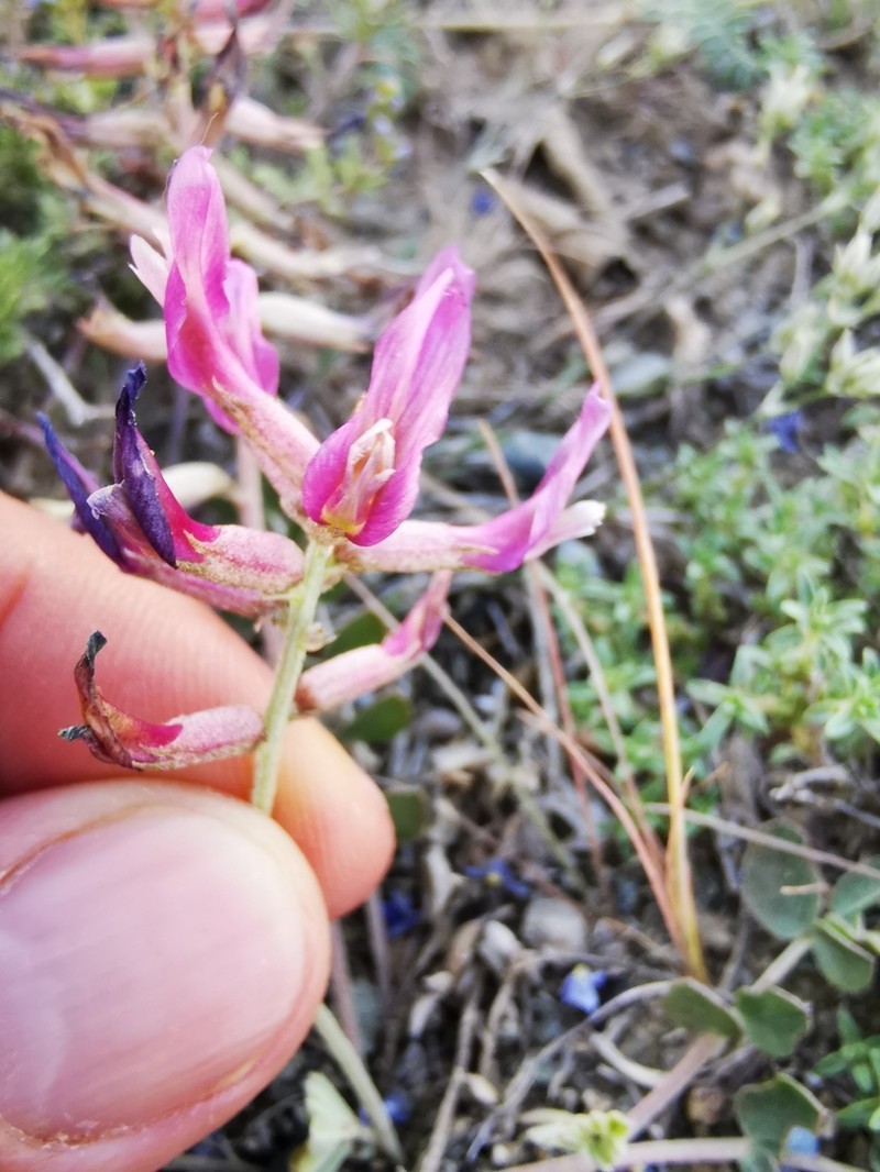 Astragalus elongatus photo 2