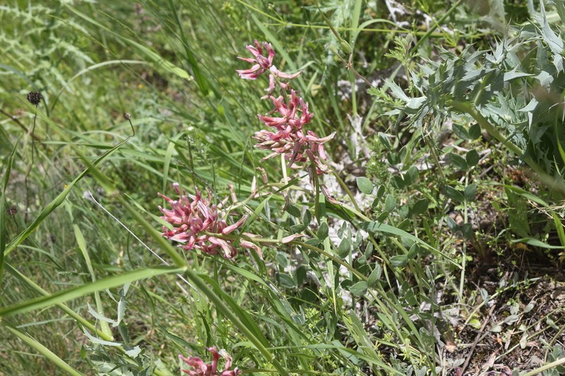 Astragalus elongatus photo 3
