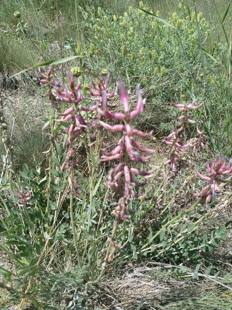 Astragalus elongatus photo 4