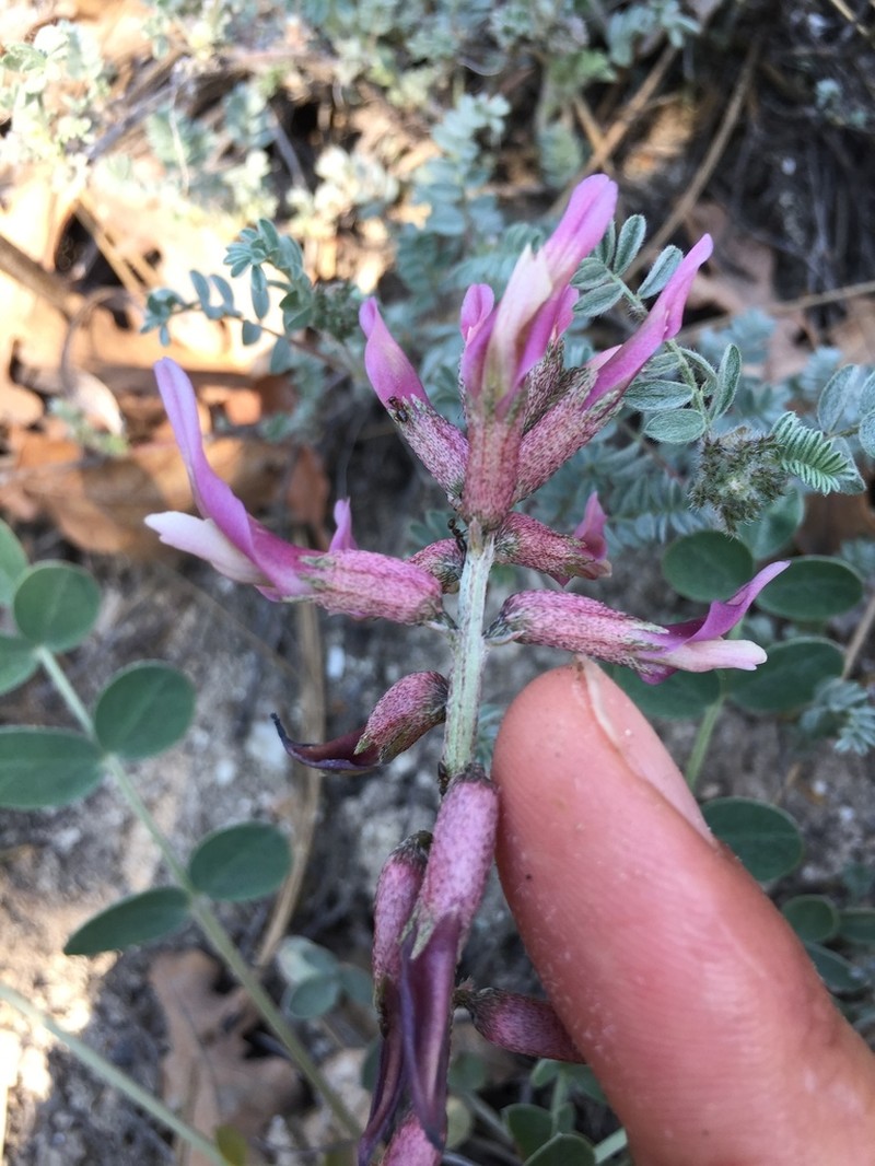 Astragalus elongatus photo 5