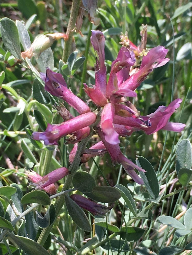 Astragalus elongatus photo 6