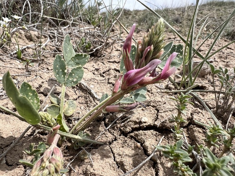 Astragalus elongatus photo 8