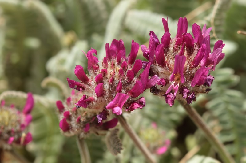 Astragalus emarginatus