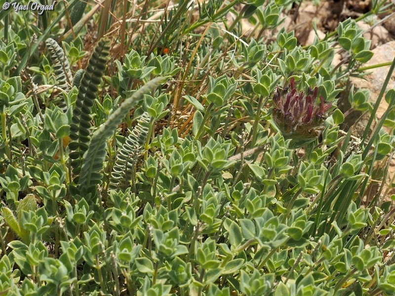 Astragalus emarginatus photo 4