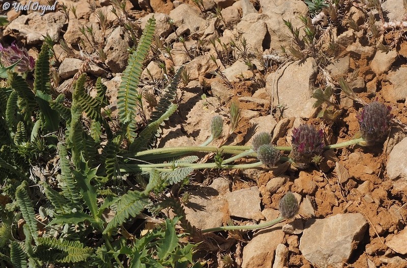 Astragalus emarginatus photo 7