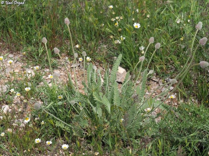 Astragalus emarginatus photo 8