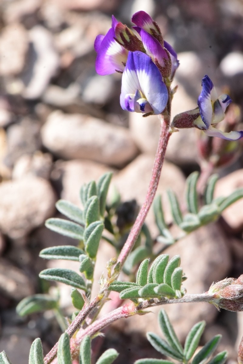 Emory's Milkvetch