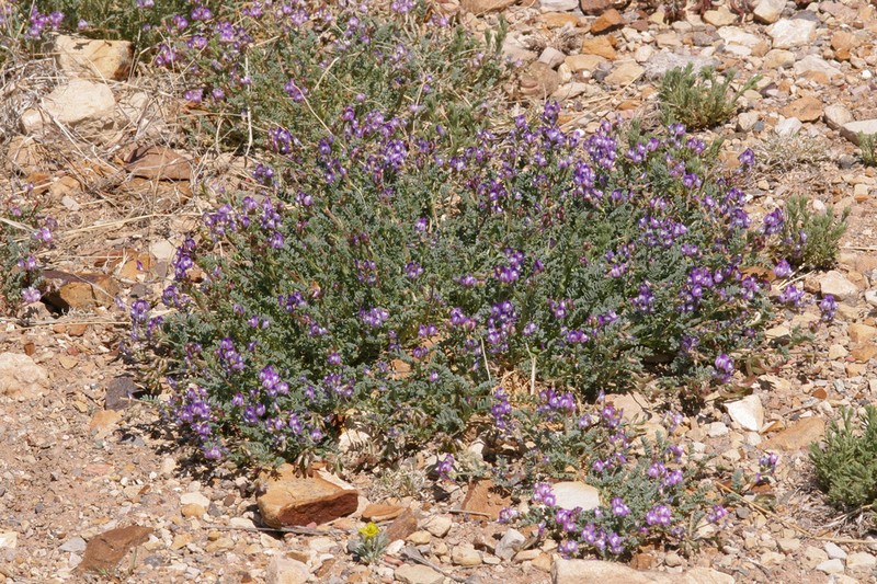 Emory's Milkvetch photo 2