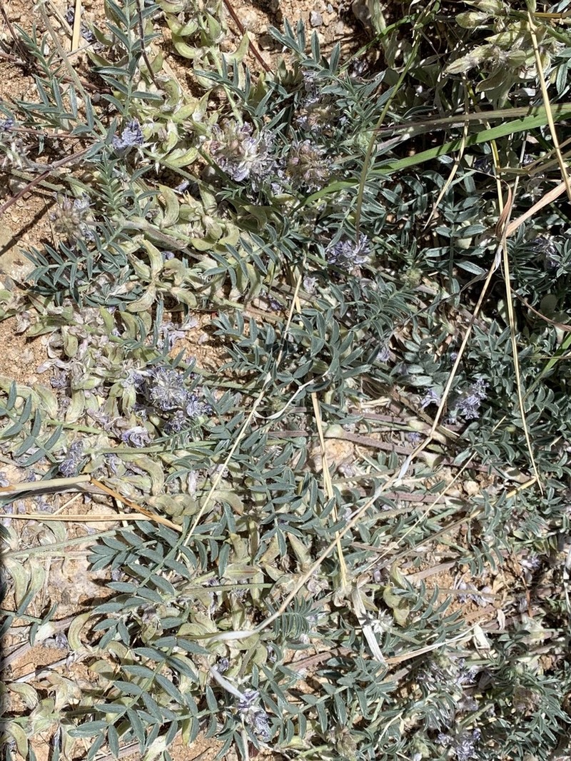 Emory's Milkvetch photo 3