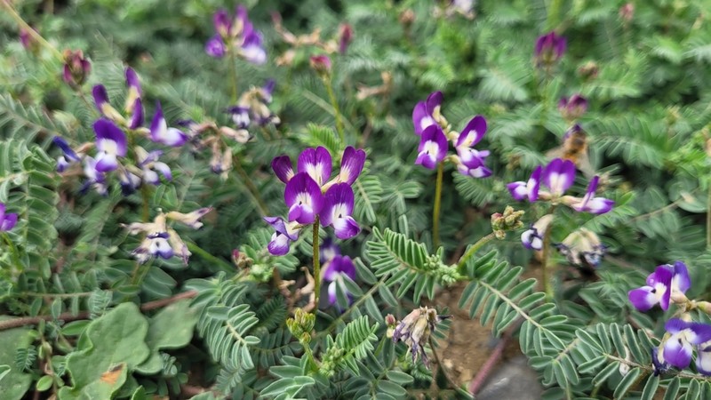 Emory's Milkvetch photo 4