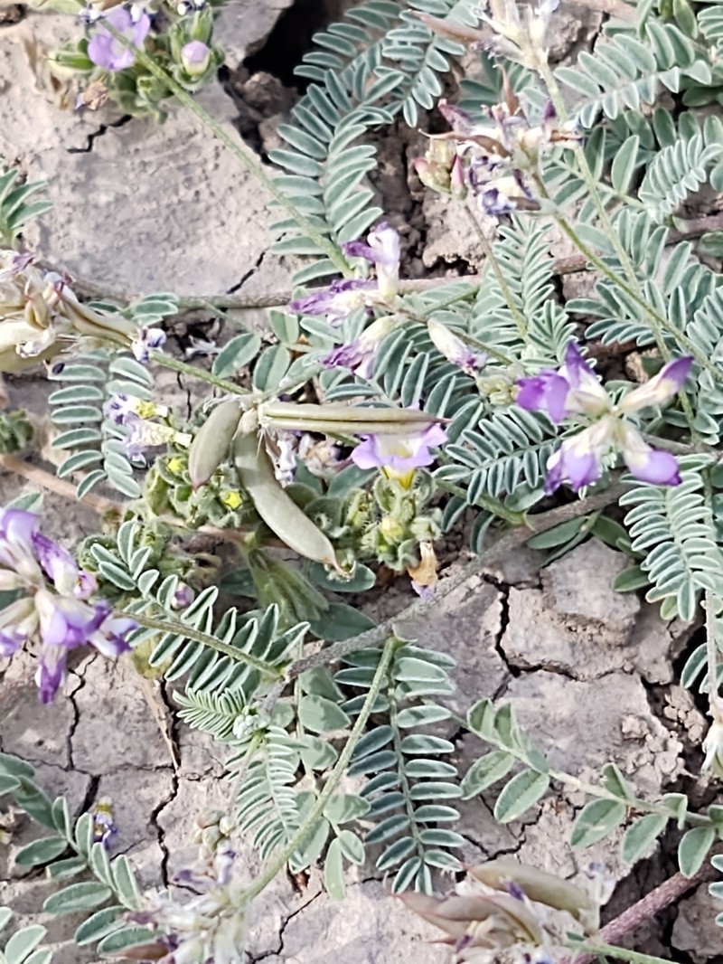 Emory's Milkvetch photo 6