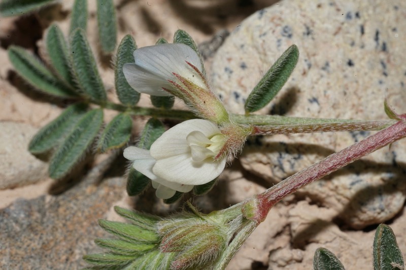 Emory's Milkvetch photo 7