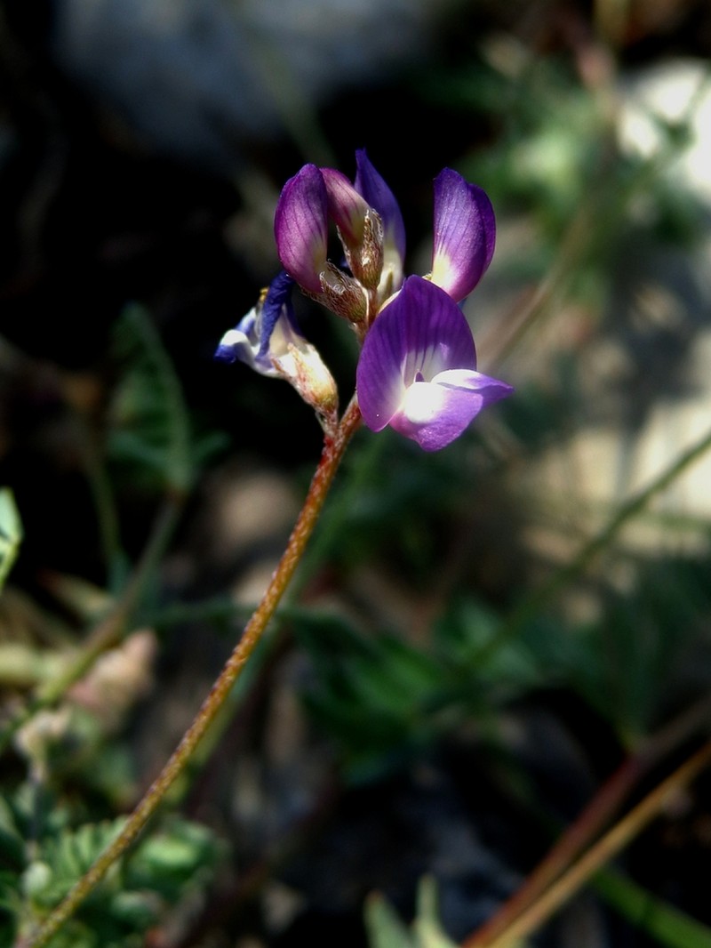 Emory's Milkvetch photo 8