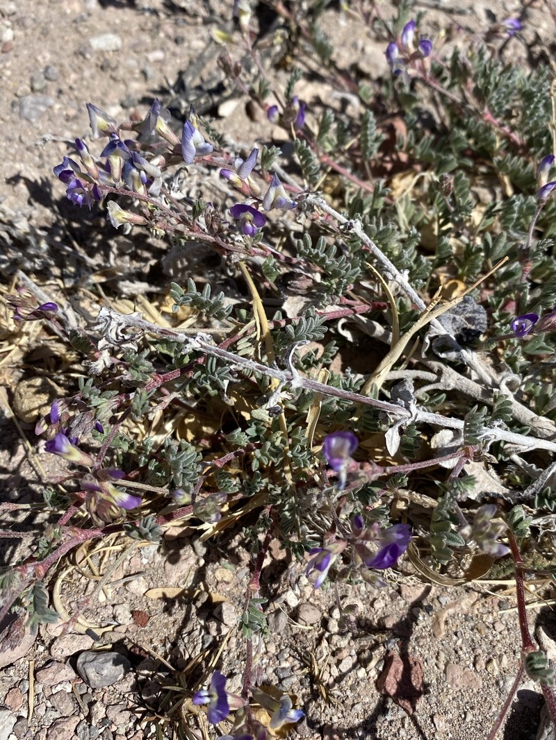 Astragalus emoryanus var. emoryanus