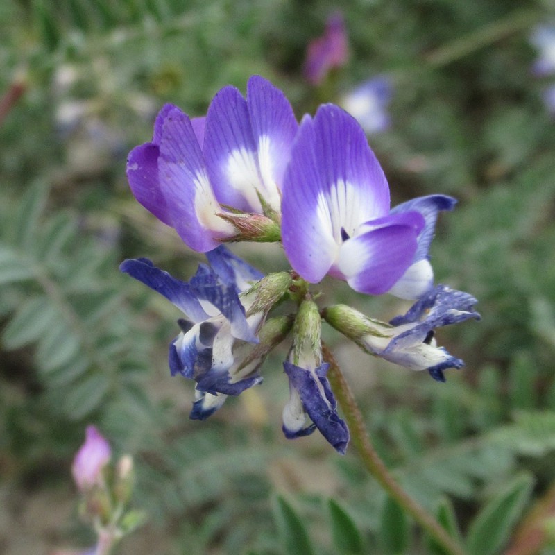 Astragalus emoryanus var. emoryanus photo 2