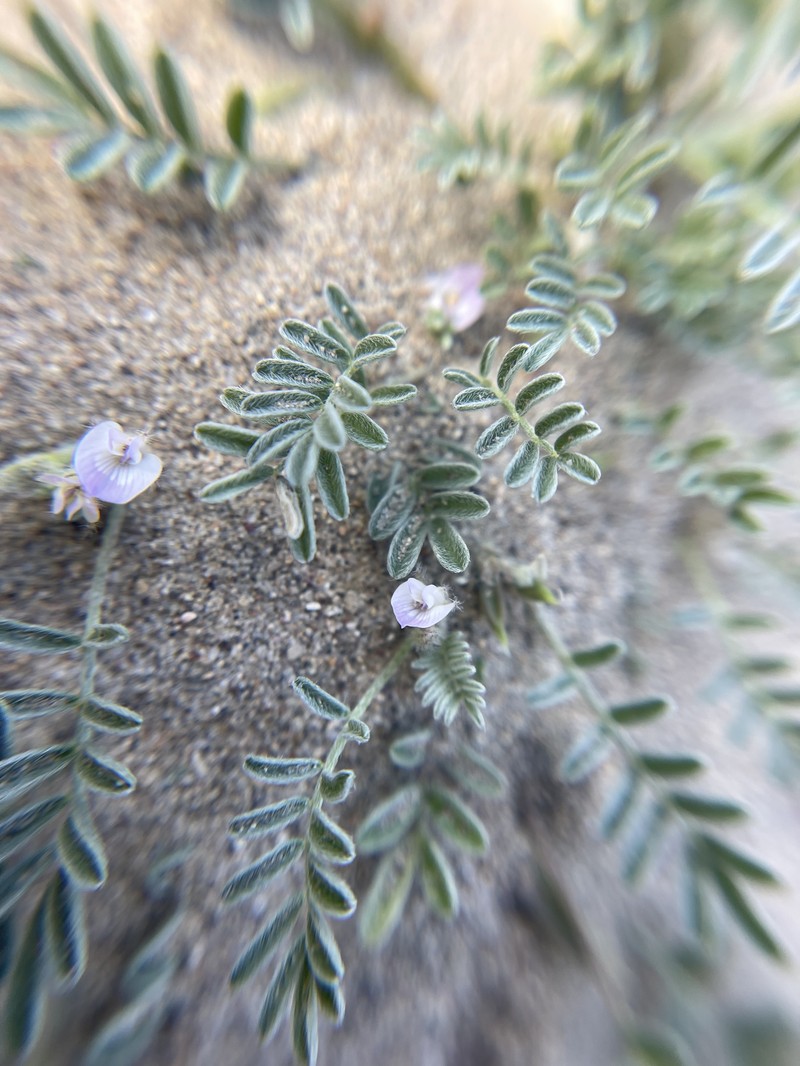 Astragalus emoryanus var. terlinguensis