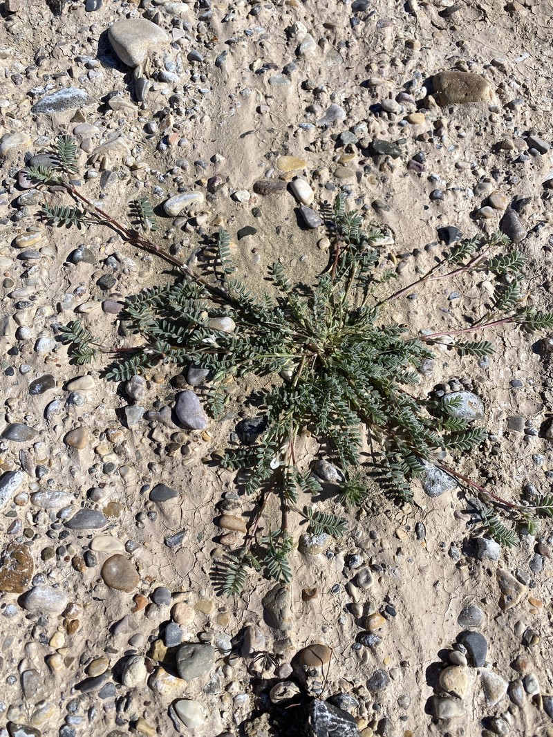 Astragalus emoryanus var. terlinguensis photo 2