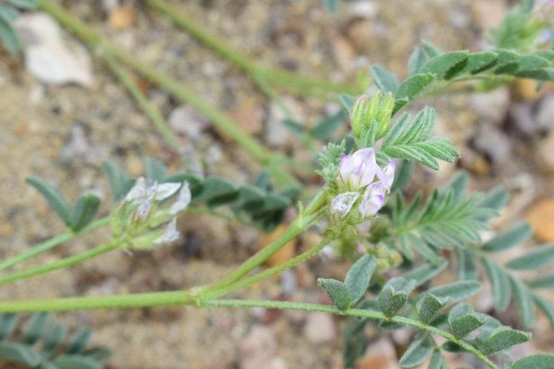 Astragalus emoryanus var. terlinguensis photo 3