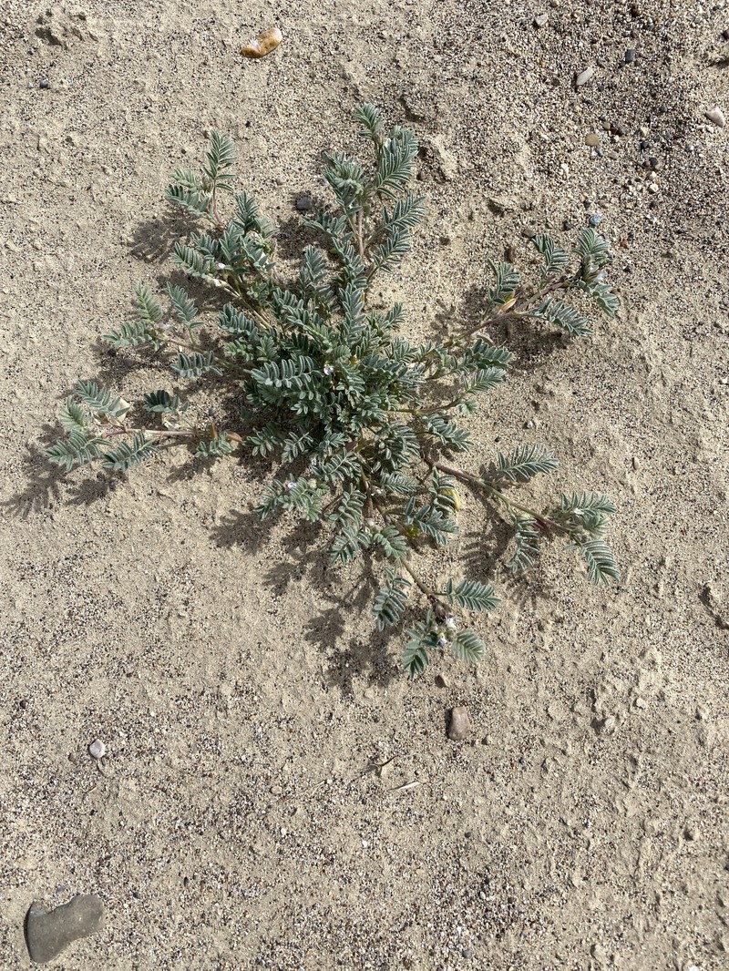 Astragalus emoryanus var. terlinguensis photo 5