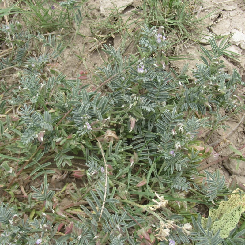 Astragalus emoryanus var. terlinguensis photo 6