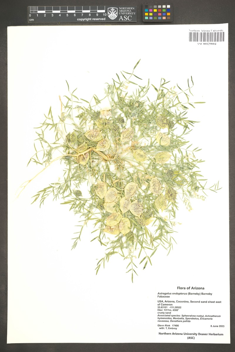 Sandbar Milkvetch photo 2