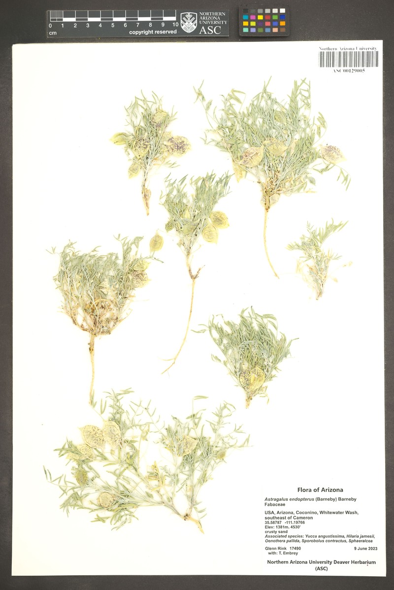 Sandbar Milkvetch photo 3