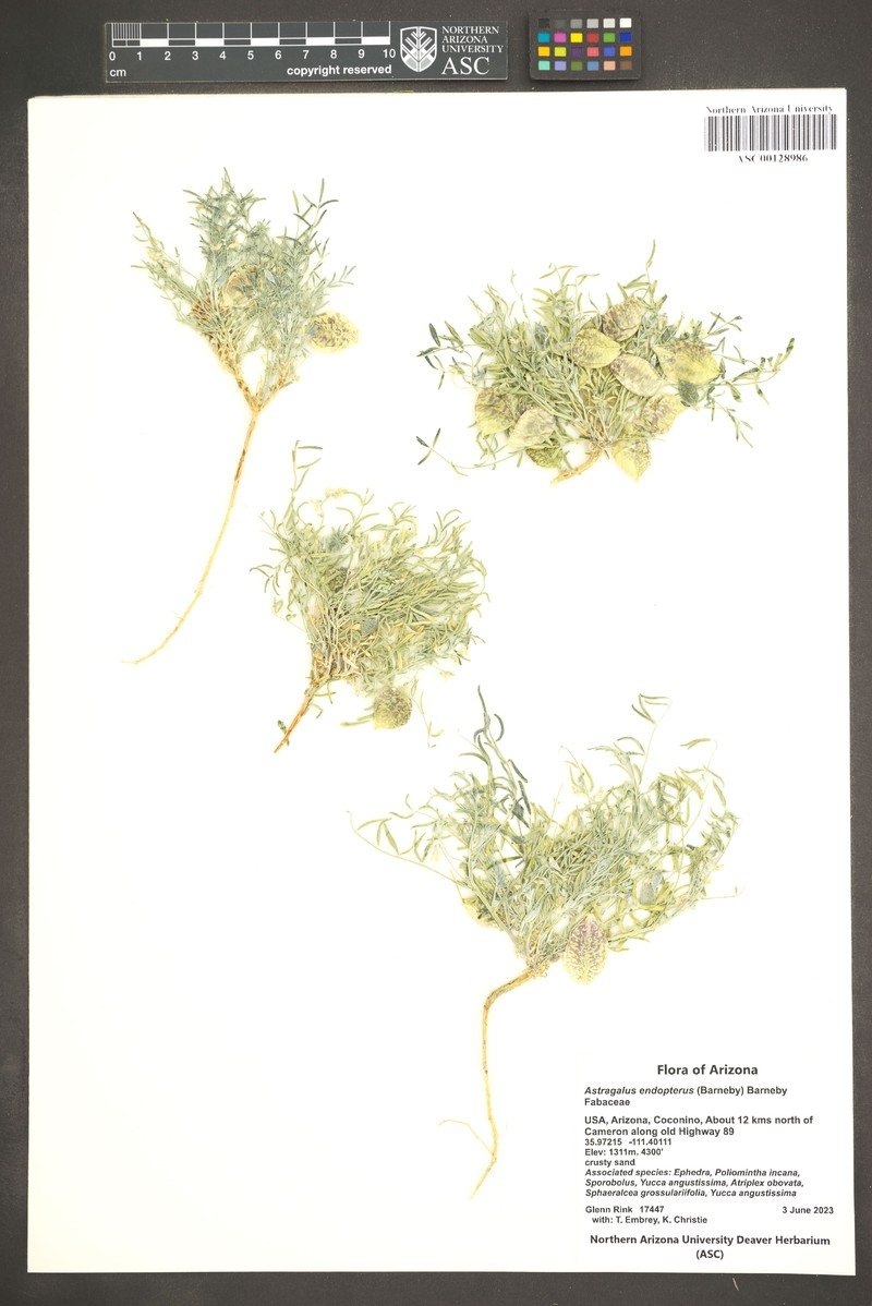 Sandbar Milkvetch photo 4