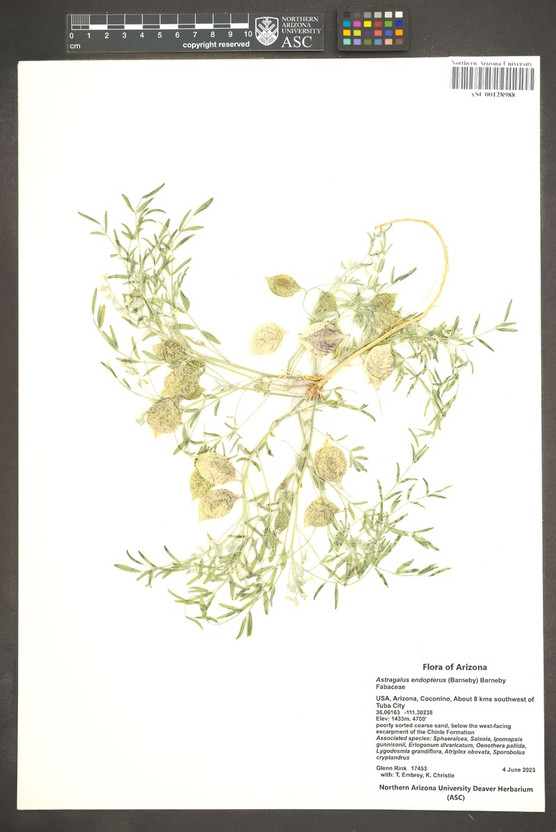 Sandbar Milkvetch photo 5