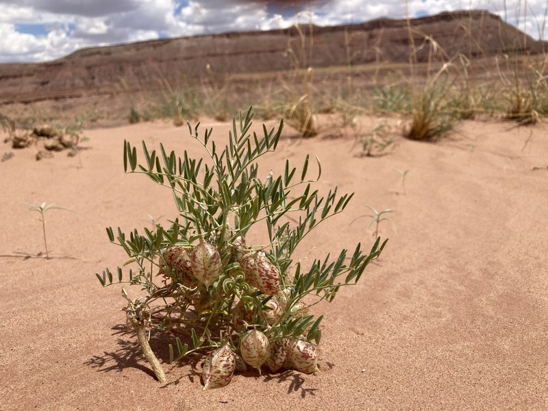 Sandbar Milkvetch